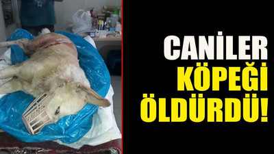 Caniler köpeği öldürdü!